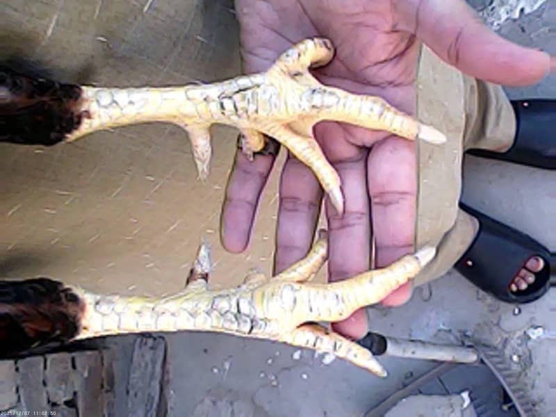 aseel lover 03441567770

                                                            alt=