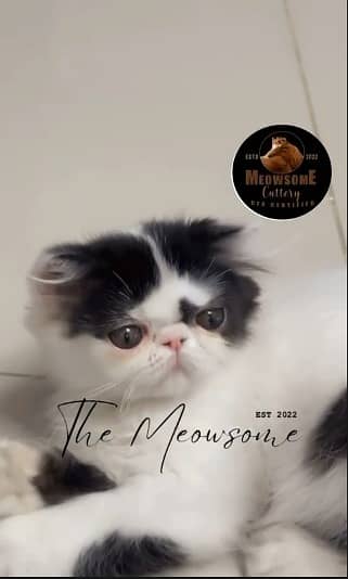 High quality cats available / cats for sale

                                                            alt=