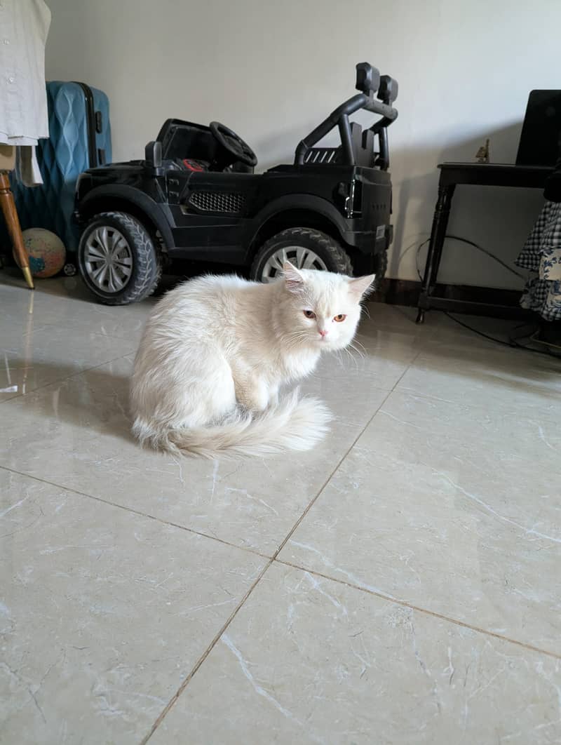 White Persian male cat

                                                            alt=
