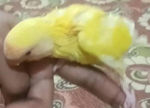 Lutino baby chicks

                                                            alt=