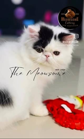 High quality cats available / cats for sale

                                                            alt=