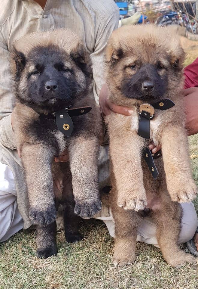 kurdish kangal puppy | kurdish kangal dog| kangal puppies |kangal dog

                                                            alt=