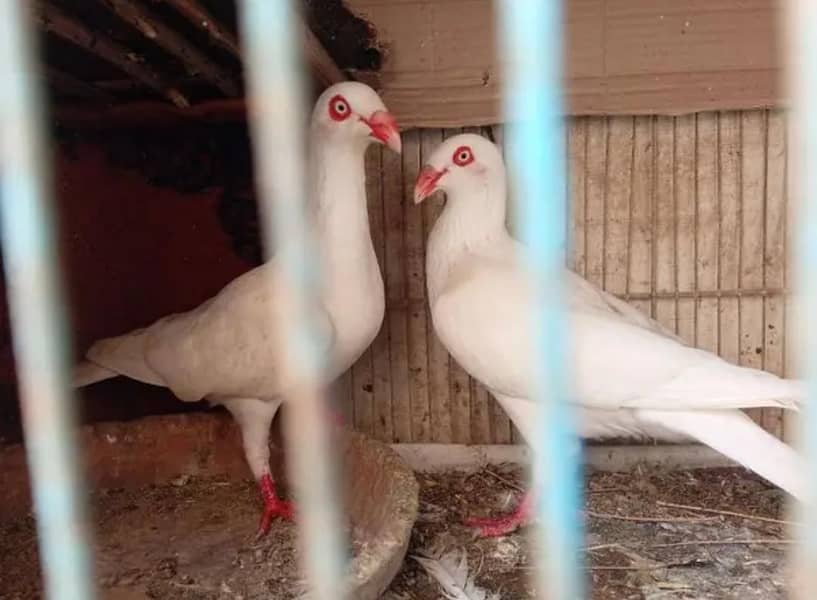 pure white danish breeder pair Active and  Healty MASHALLAH

                                                            alt=