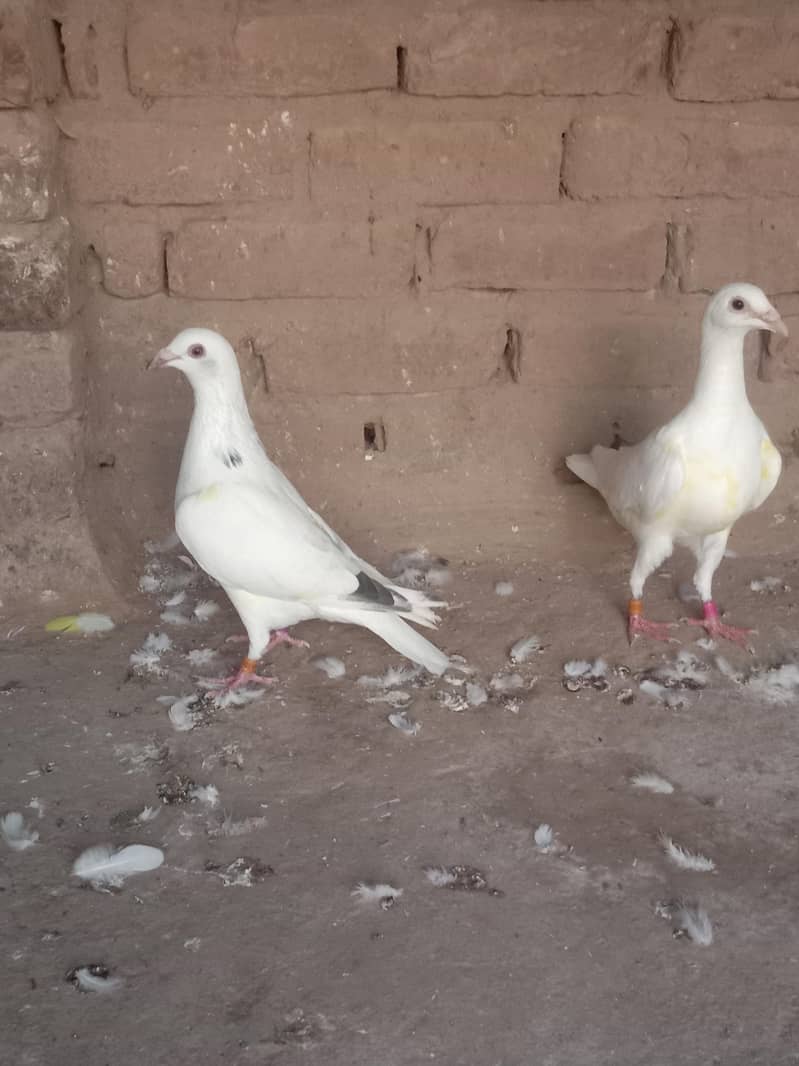 Home breed  female for sale

                                                            alt=