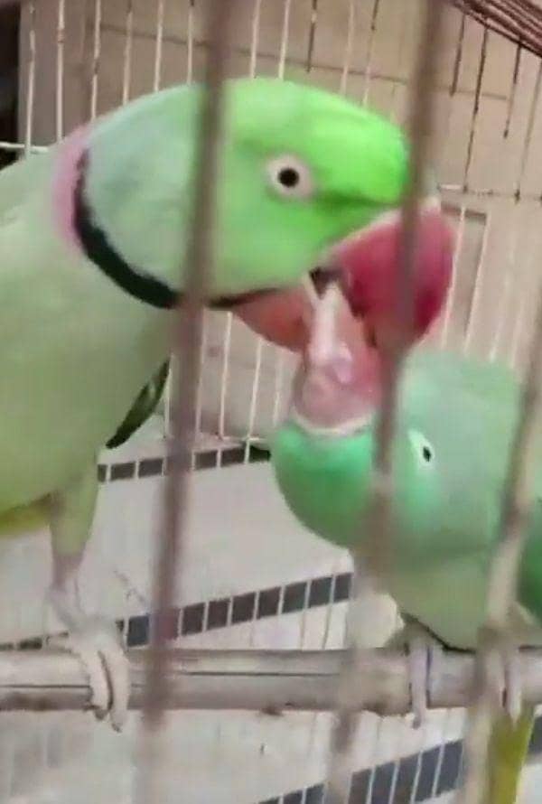 Alexdrine breeder pair  urgent sale

                                                            alt=