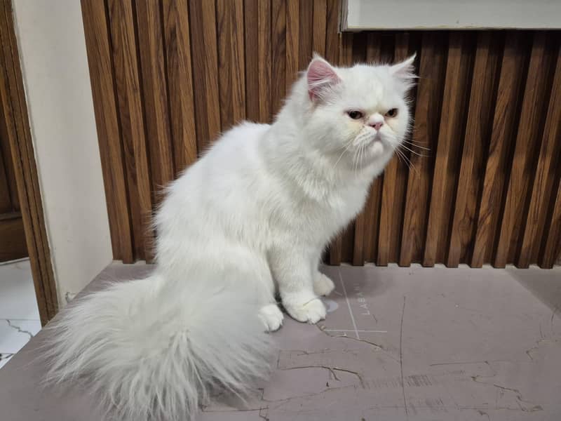 Peke Face Pure White Persian Cat - Premium Breeder Quality

                                                            alt=