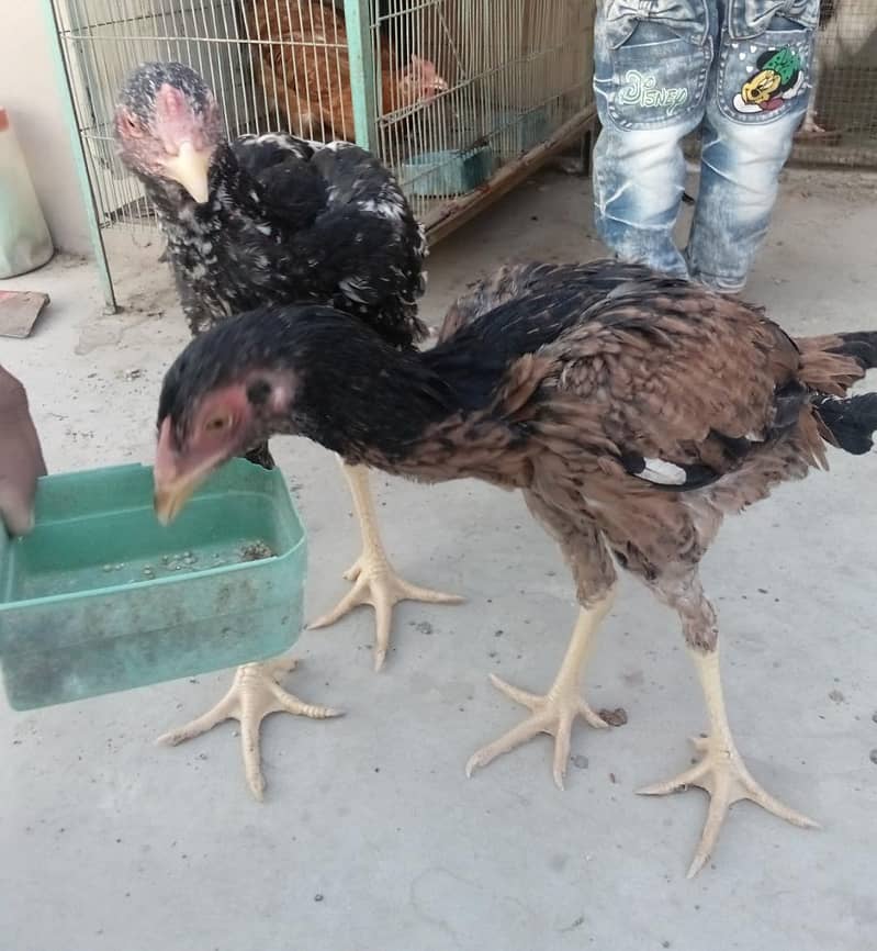 aseel

                                                            alt=