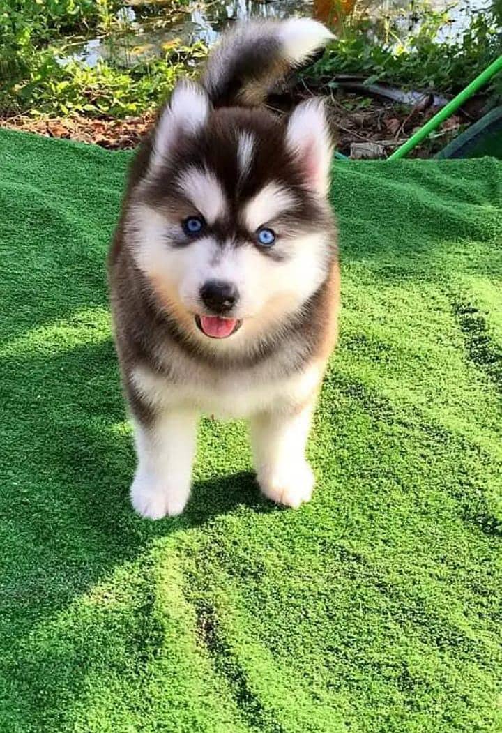 Siberian husky

                                                            alt=