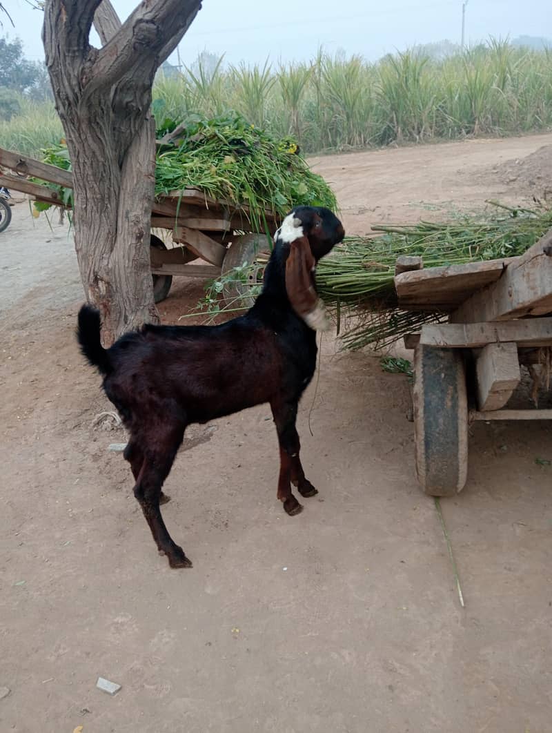 Male Nagra Fresh 2 Dant

                                                            alt=