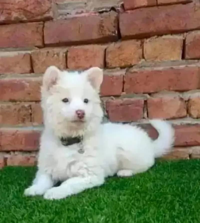 Russian puppy dog 2 month age WhatsApp number 03414895928

                                                            alt=