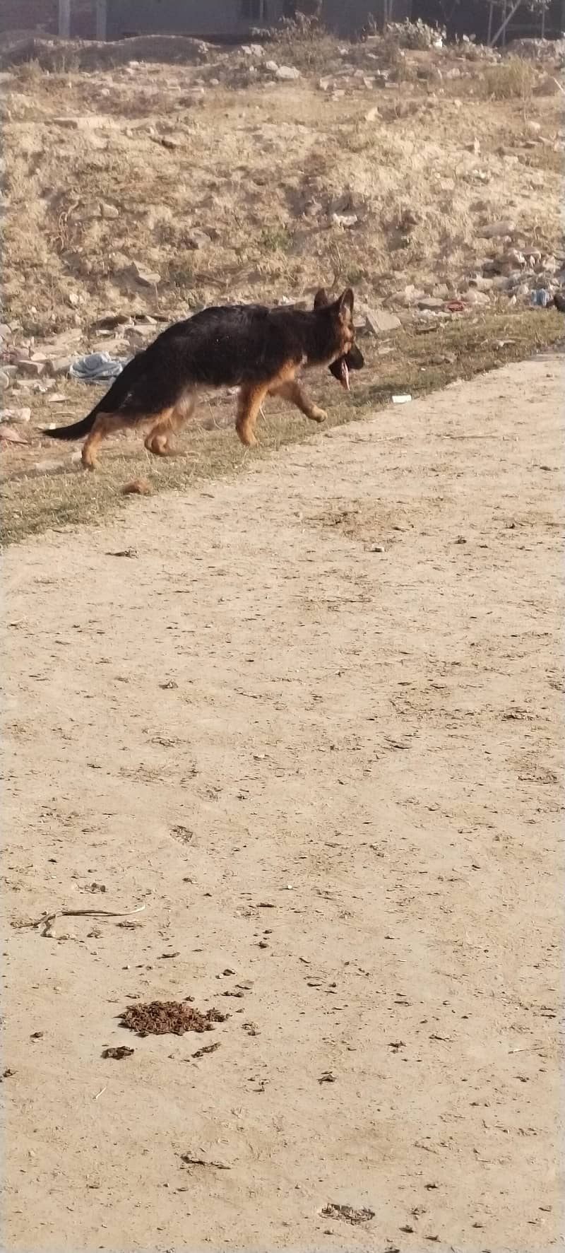 pink pedigree long coat

                                                            alt=