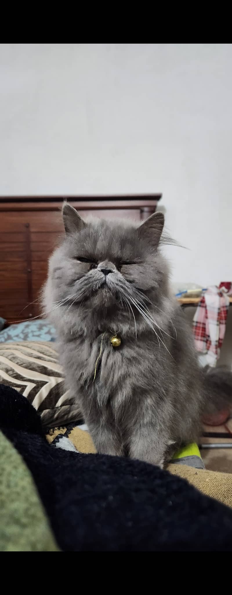 Peki bloodline high quality adult male

                                                            alt=