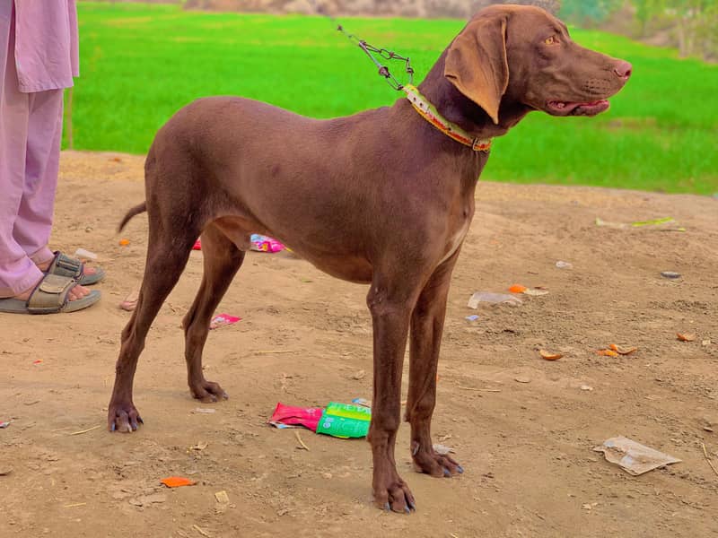 panter male dog available for sale

                                                            alt=