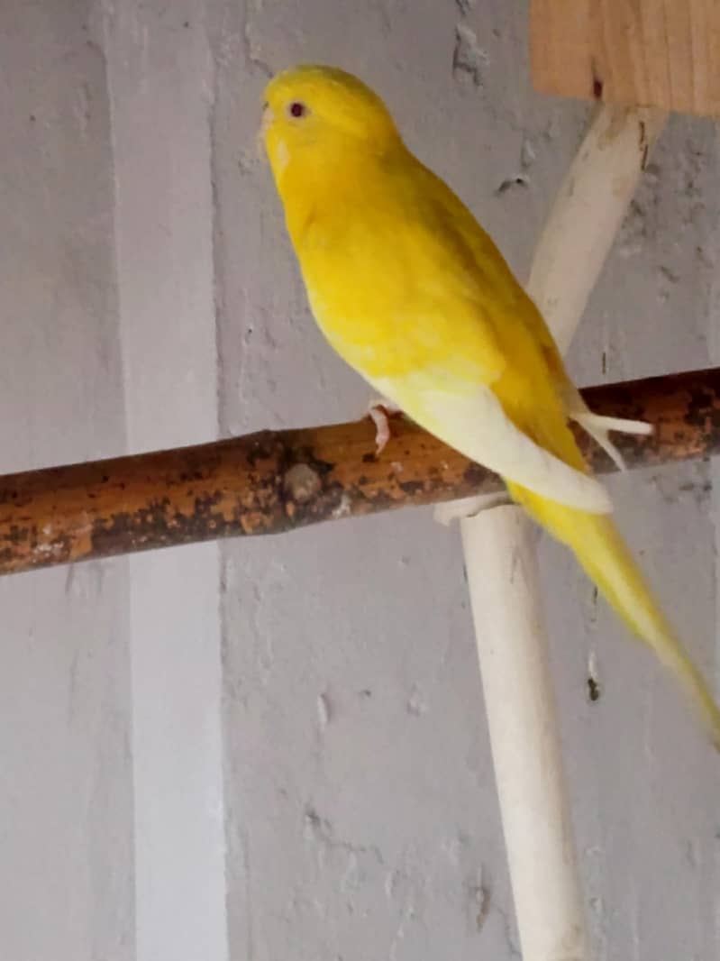 Love birds

                                                            alt=