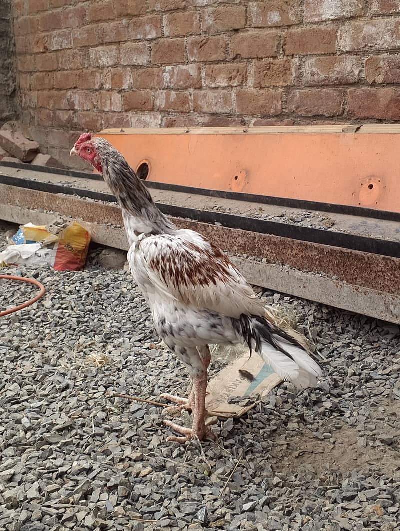 aseel miawali or Hera ka cross hy long tail mei ptha age 11 month

                                                            alt=