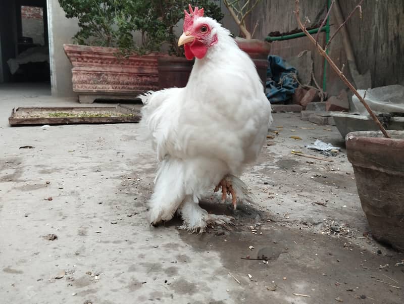 White Bantam Male for Sale

                                                            alt=
