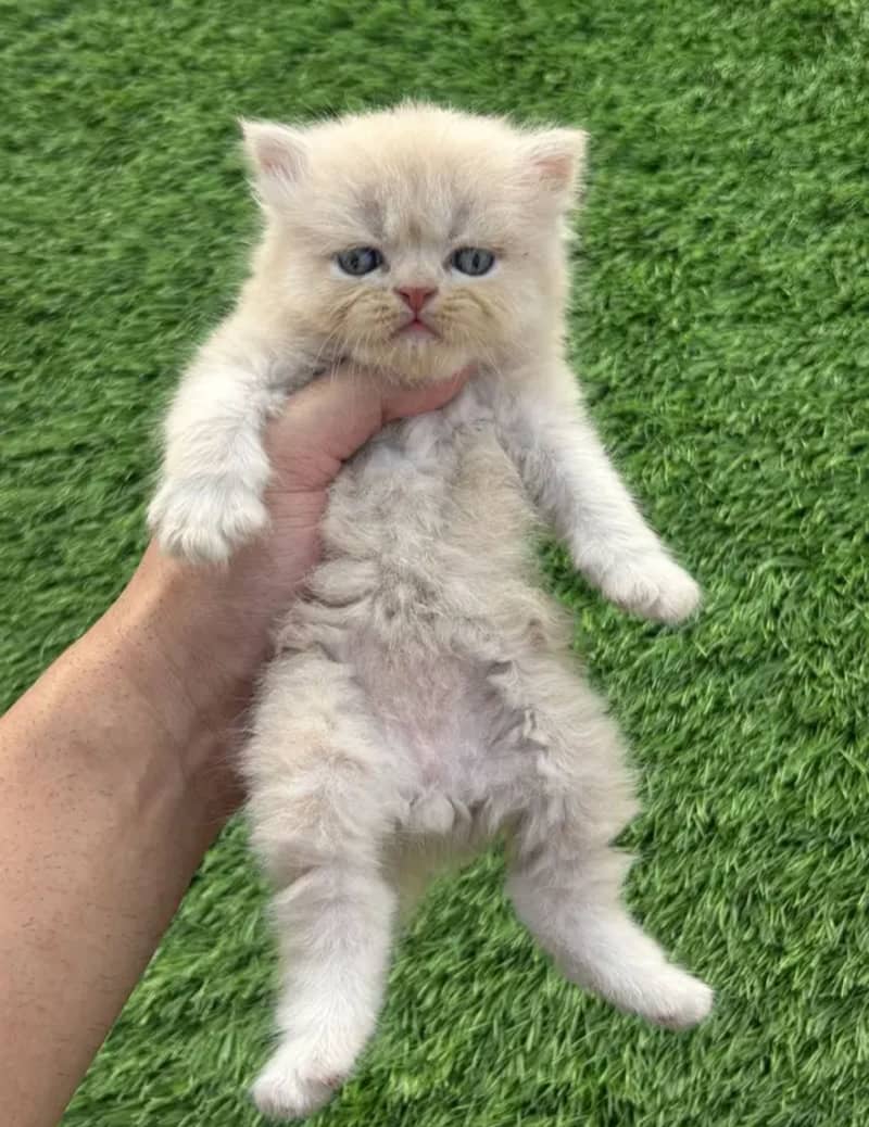 top quality kitten|Punch face Kittens|persian cat|cute|tripple|fluffy

                                                            alt=