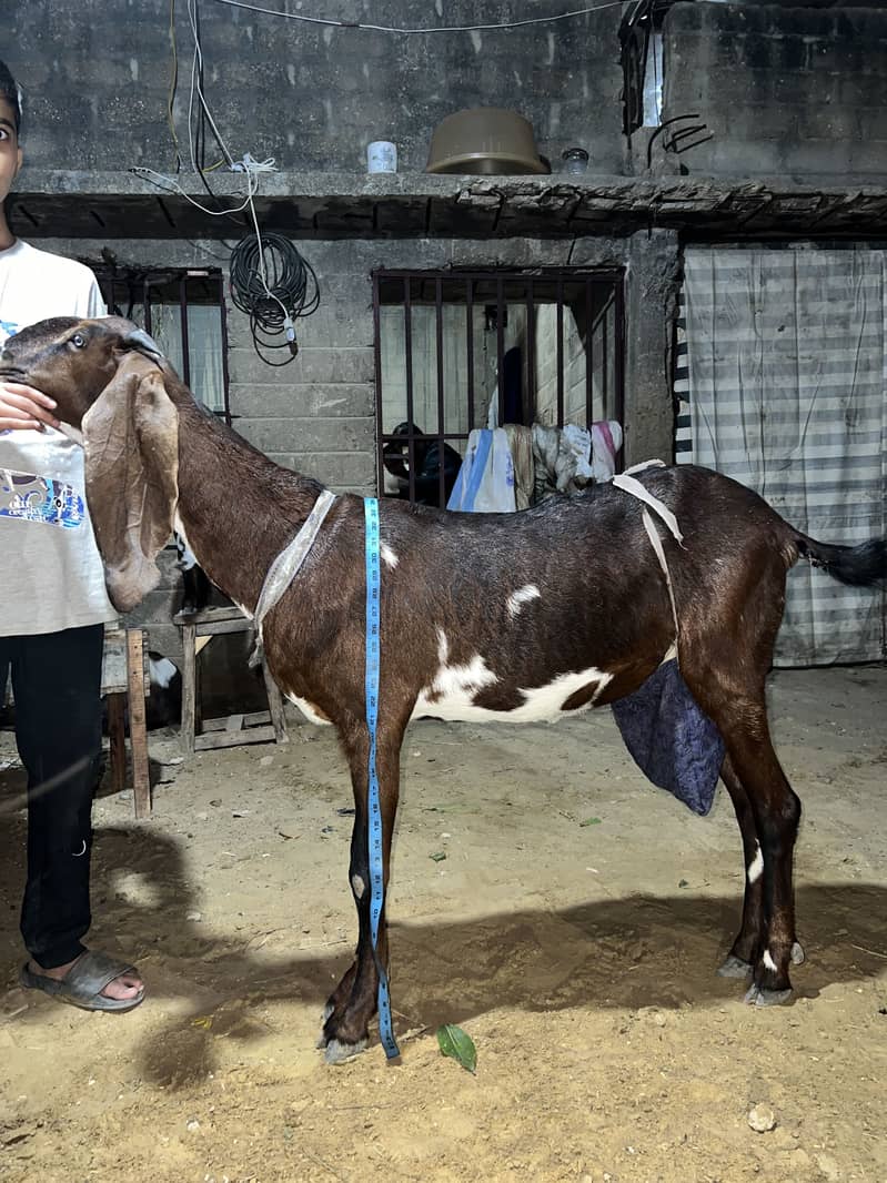 Betal nagra goat with 2 kids (one male and one female) good in Milk

                                                            alt=