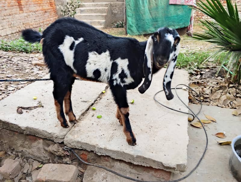 Amritsari beetal bakra breeder

                                                            alt=