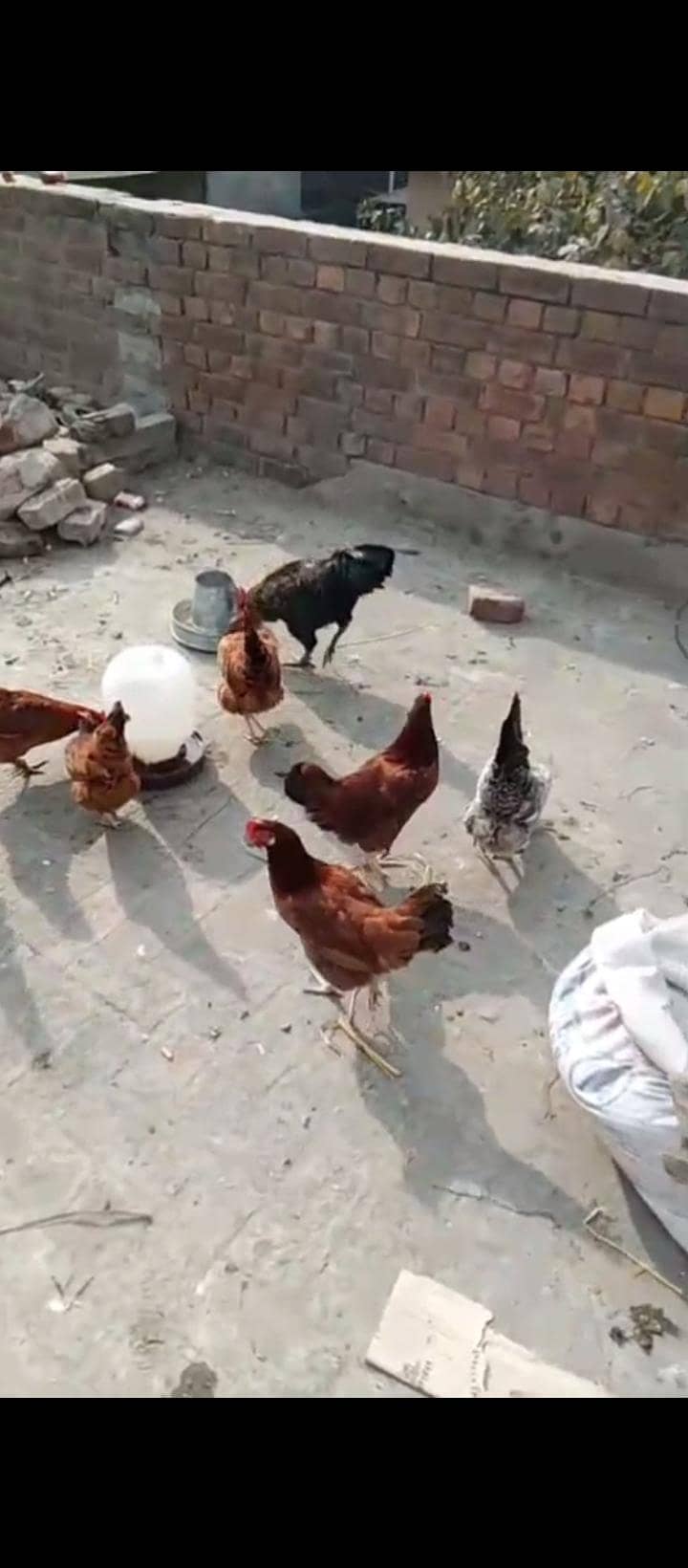 Desi golden misri hen egg ling granti 8

                                                            alt=