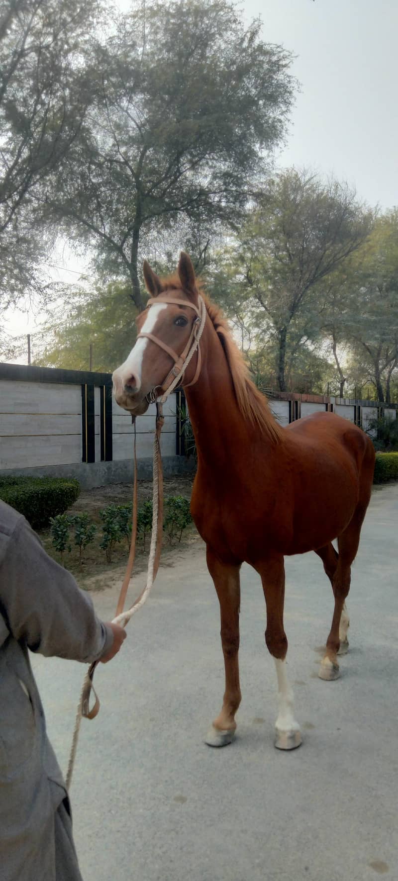 location okara

                                                            alt=