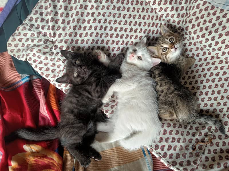 Persian kittens

                                                            alt=