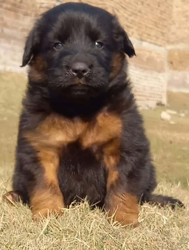 German Shepherd puppies for sale

                                                            alt=