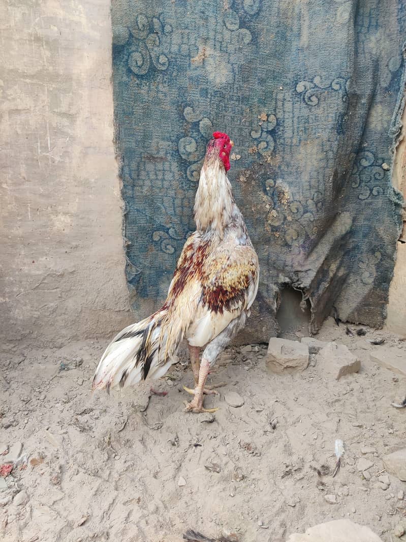 aseel murga for sale

                                                            alt=