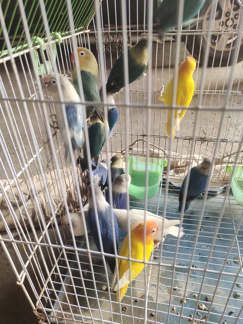 Albino Black eyes | Parblue | Decino | Creamino | Parrot | Love Bird

                                                            alt=