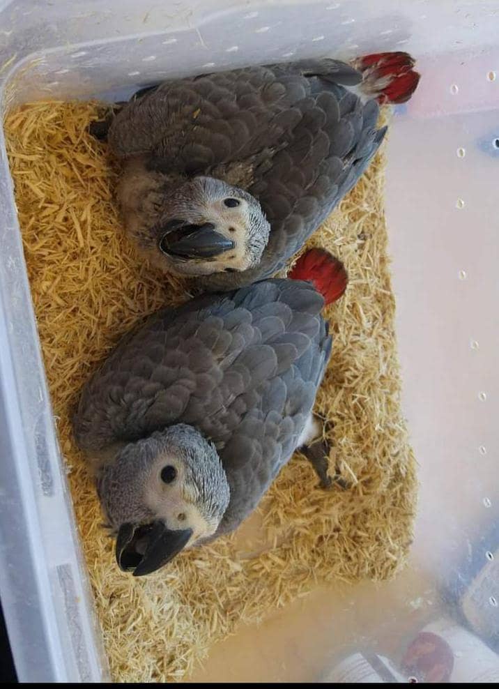 African grey parrot chicks for sale 03244432429

                                                            alt=