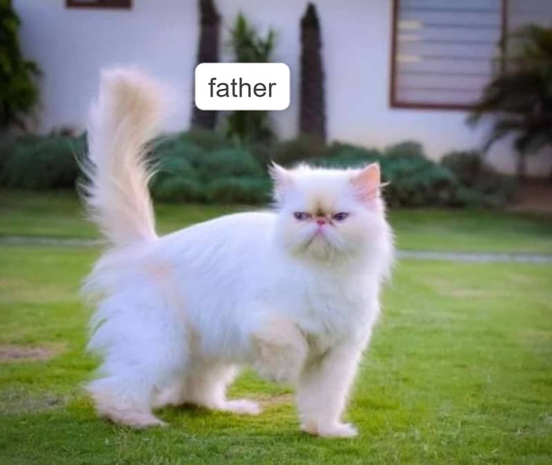 Piki face kitten | bicolor kitten | semi punch kittens | white persian

                                                            alt=