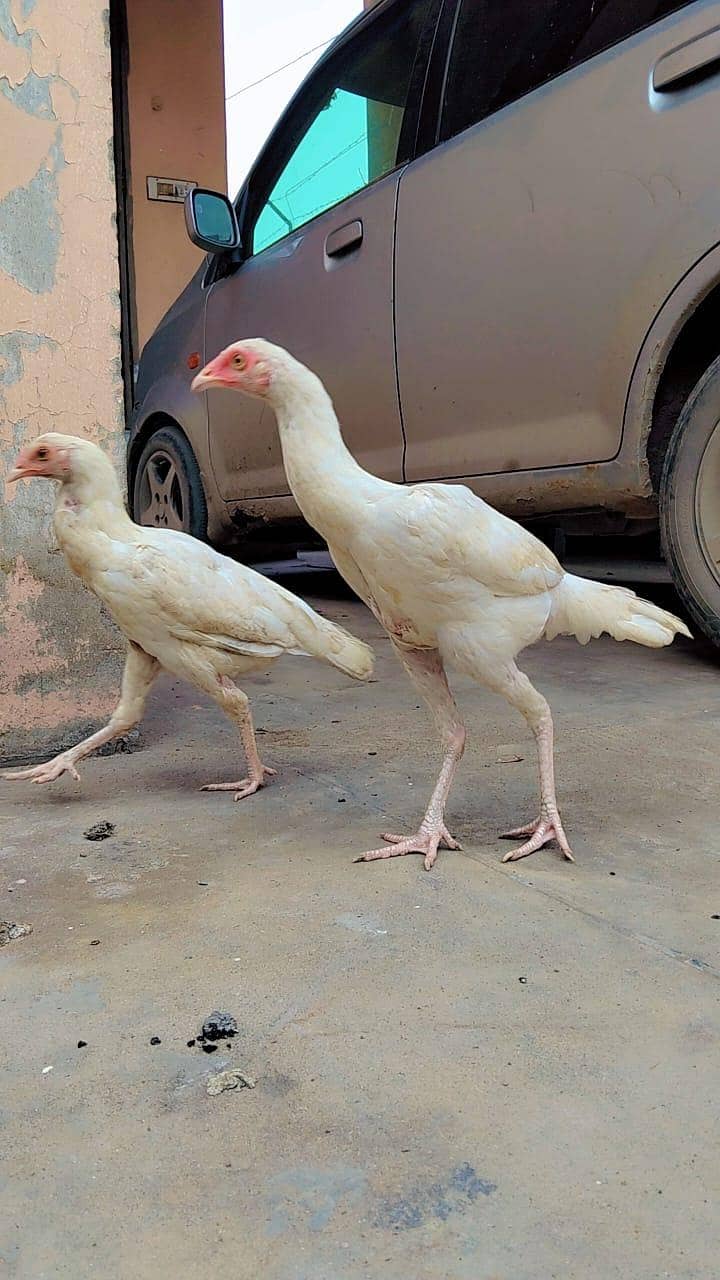 Heera Aseel Sale

                                                            alt=