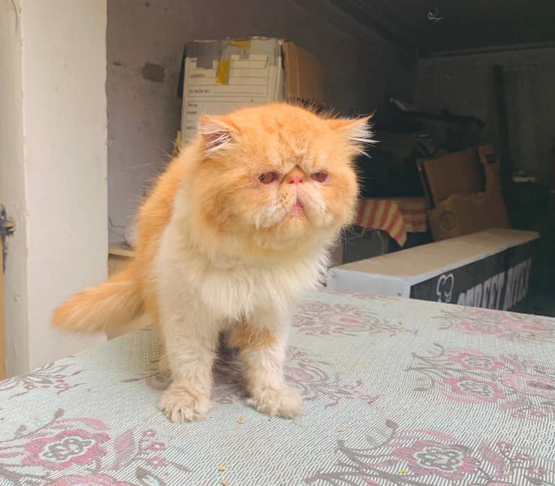 stud service availble

                                                            alt=