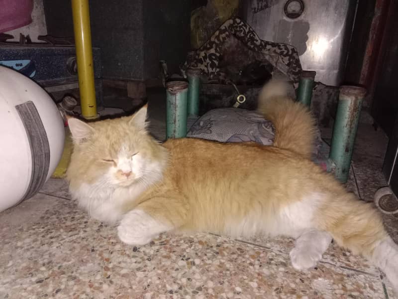 Persian cat male

                                                            alt=