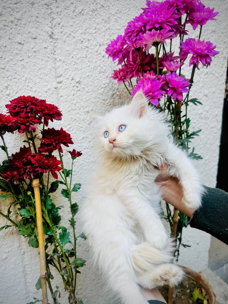 white Persian Cat |Persian Kitten |punch face |Triple Coat |cute cat

                                                            alt=
