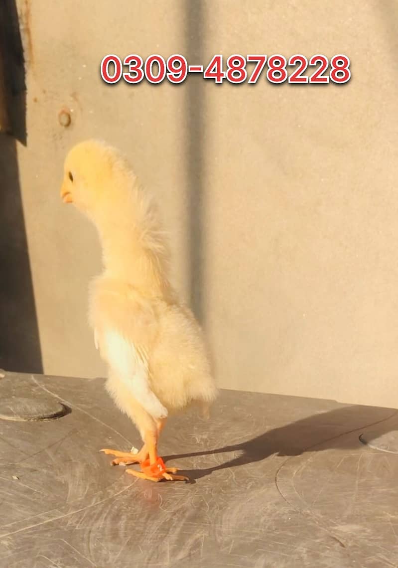 white shamo  | Indian parrot peak long tail  Aseel | chicks | eggs

                                                            alt=