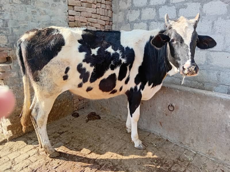jursy cow | fresian cow| cross cow| cholistani cross | buffalos | Cow

                                                            alt=