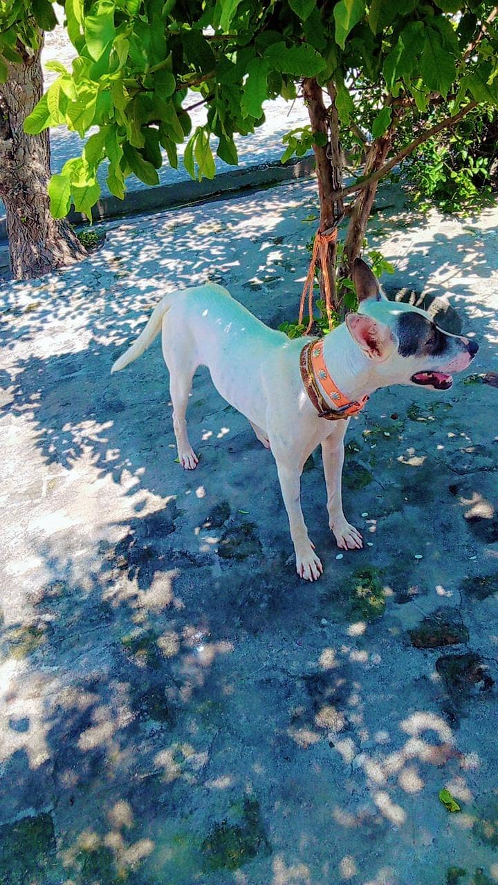 Gultira female Rakwali k liy achi ha Call wastap nbr 03145159146

                                                            alt=