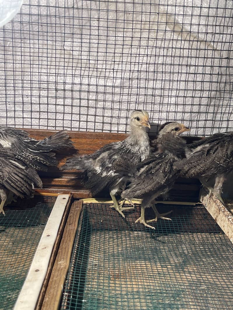 Fancy chicks Onagadori long tail

                                                            alt=