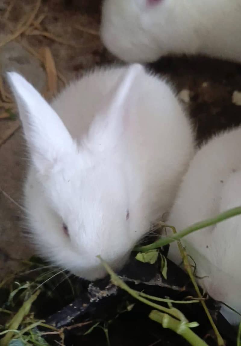 red eyes rabbits

                                                            alt=