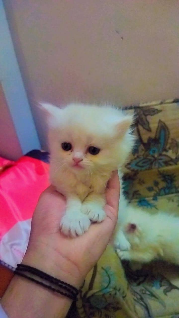 Persian female cat  golden colour. . and white kitten details context m

                                                            alt=