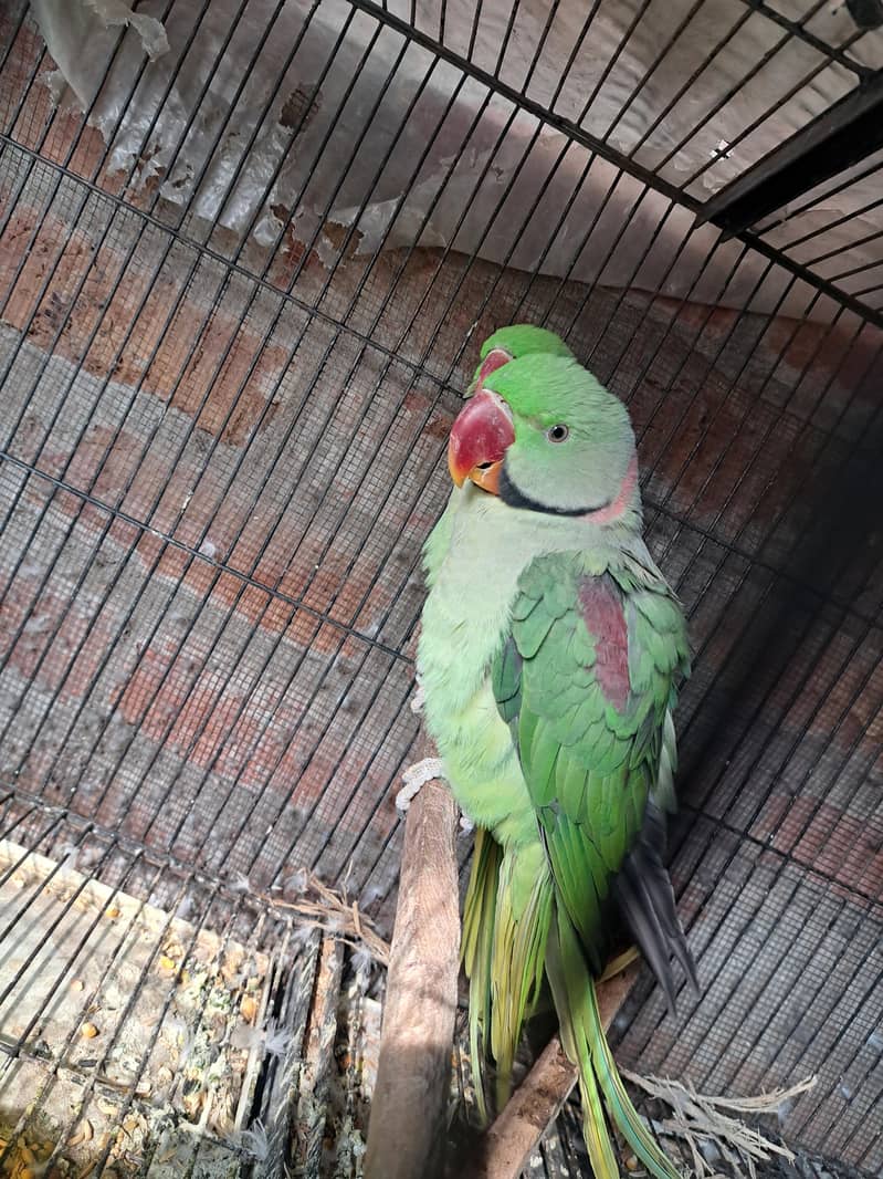 Raw parrot

                                                            alt=