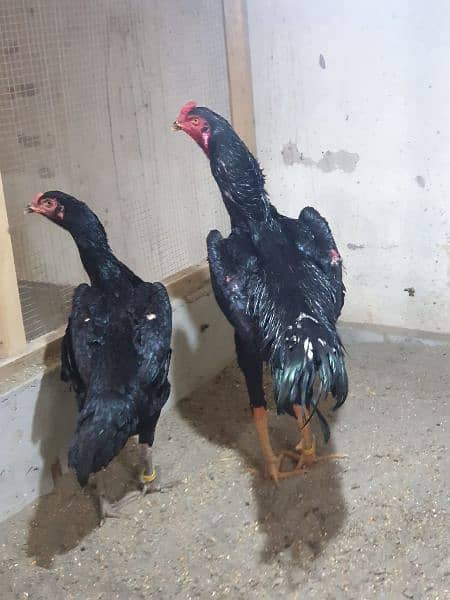 king size o shamo/high quality/white shamo chicks/aseel shamo chick

                                                            alt=