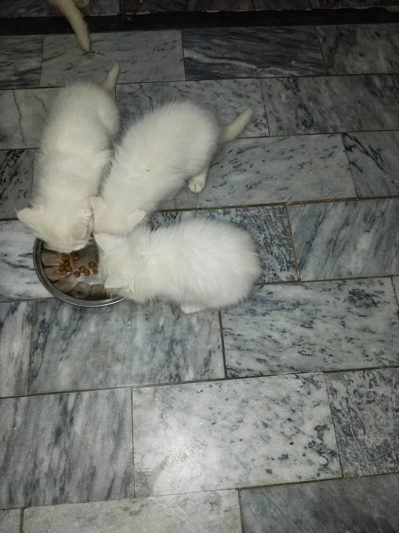 white persian kittens | Fawn | calico | bicolor | semi punch | kitten

                                                            alt=