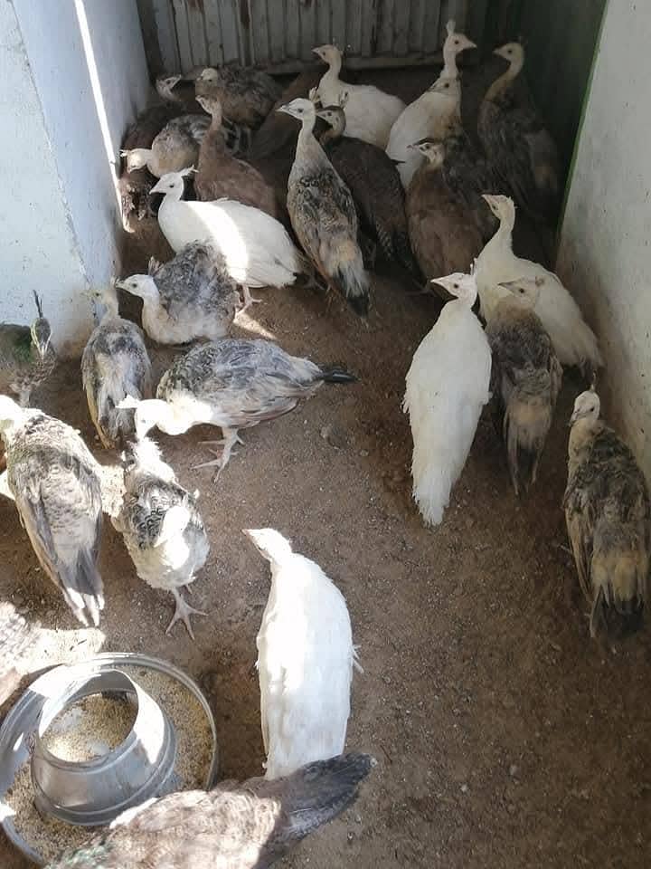 Green Java chicks for sale 03478614132 call whatsap

                                                            alt=