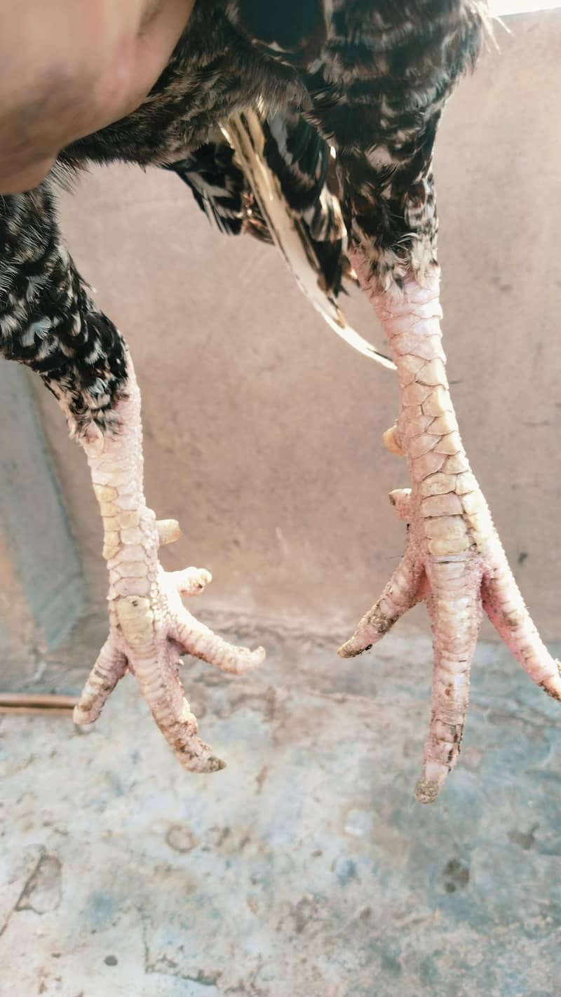 Aseel Jawa

                                                            alt=