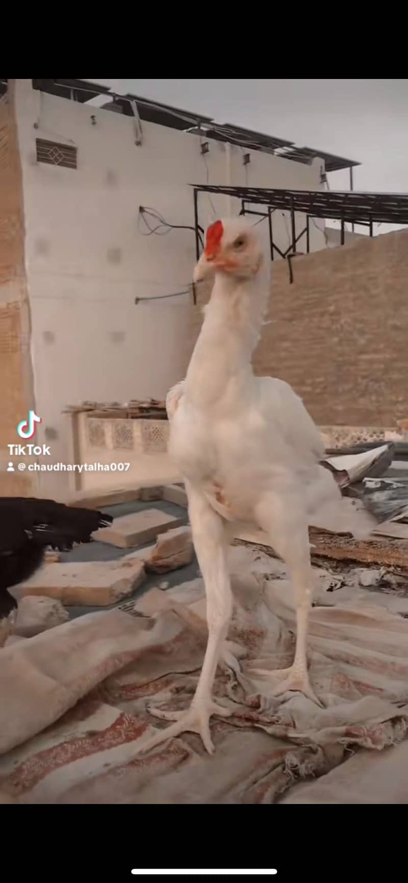 ASEEL WHITE HEERA

                                                            alt=