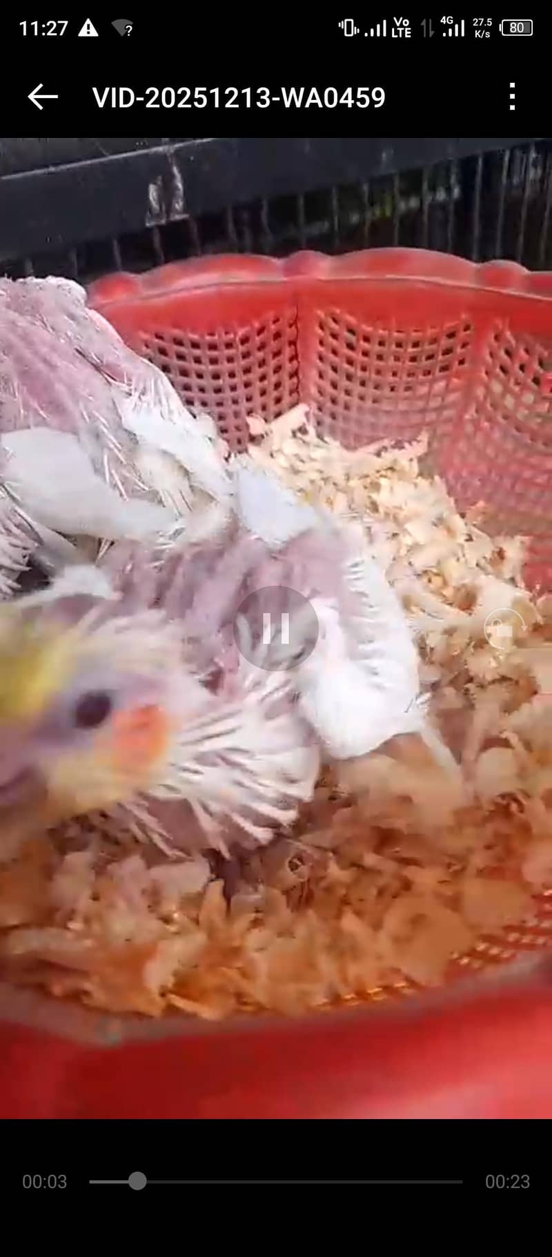 cocktail chicks available

                                                            alt=