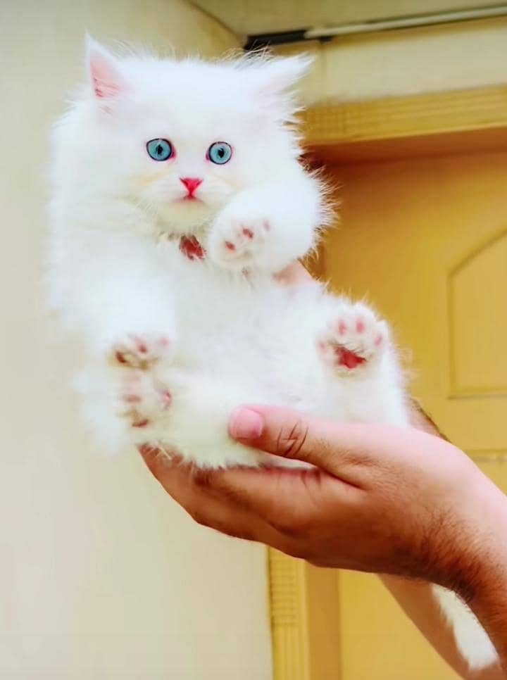 Persian cat for sale 5 face triple code vaccine mukammal 0326/6549/136

                                                            alt=