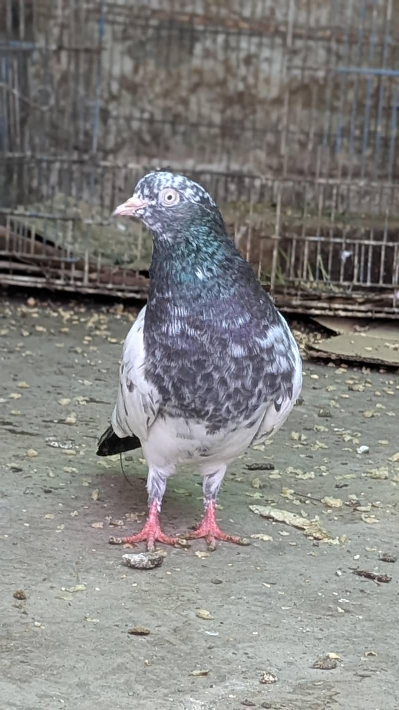 Teddy pair for sale

                                                            alt=